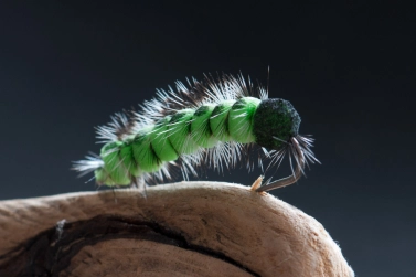 Green is the new black Green is the new black