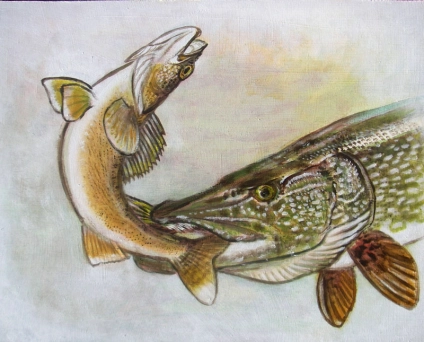 Pike attacking a walleye Pike attacking a walleye