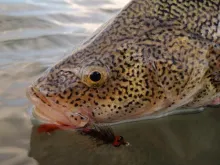 User submitted picture: A " Perca "caught and rel...