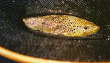 User submitted picture: A netted Brown Trout.  Th...