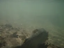 User submitted picture: There he goes