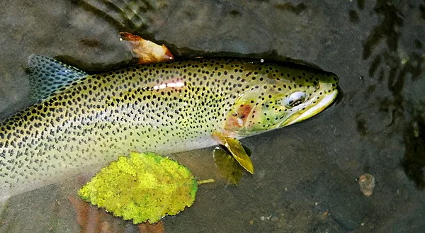 User submitted picture: Resident/sea-run cuthroat...