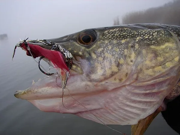User submitted picture: Pike Head from Hungary