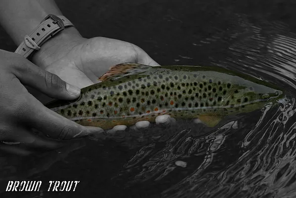 User submitted picture: releasing a nice brown tr...